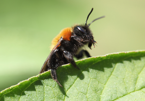 Andrena thoracica?